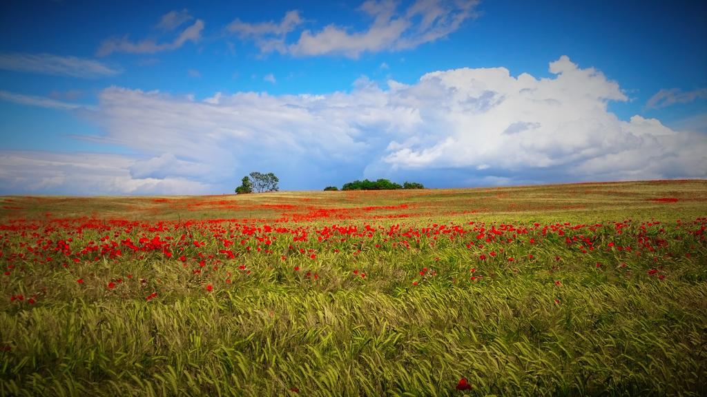 B&B Podere Ospedaletto Bolsena Dış mekan fotoğraf